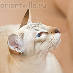 Orientville's Cap. Barbossa