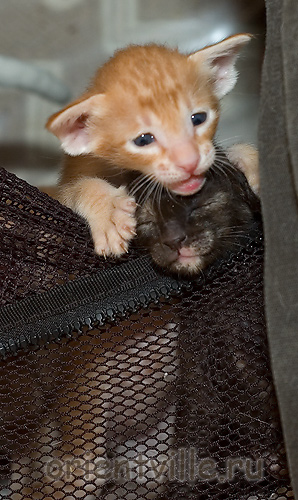 Уйди, Гвен, дай посмотреть