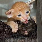 Уйди, Гвен, дай посмотреть