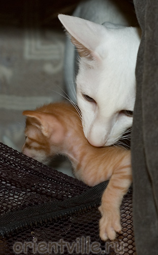 А ну иди в дом!