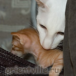 А ну иди в дом!