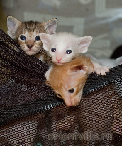 Что за картина?