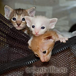 Что за картина?