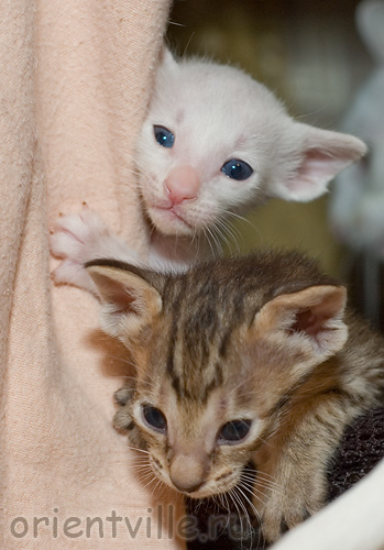 Что там сегодня показывают?