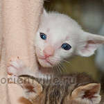 Что там сегодня показывают?