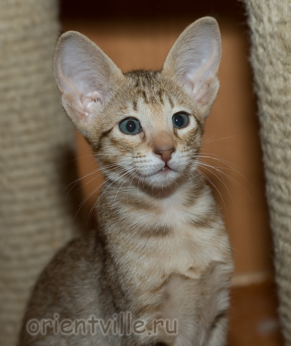 Orientville's Fleur de Lys