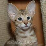 Orientville's Fleur de Lys