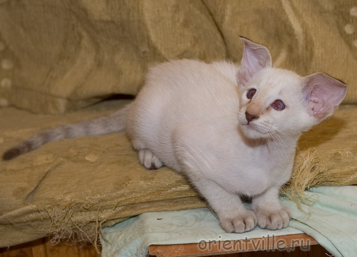 Orientville's Frodo Baggins