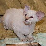 Orientville's Frodo Baggins