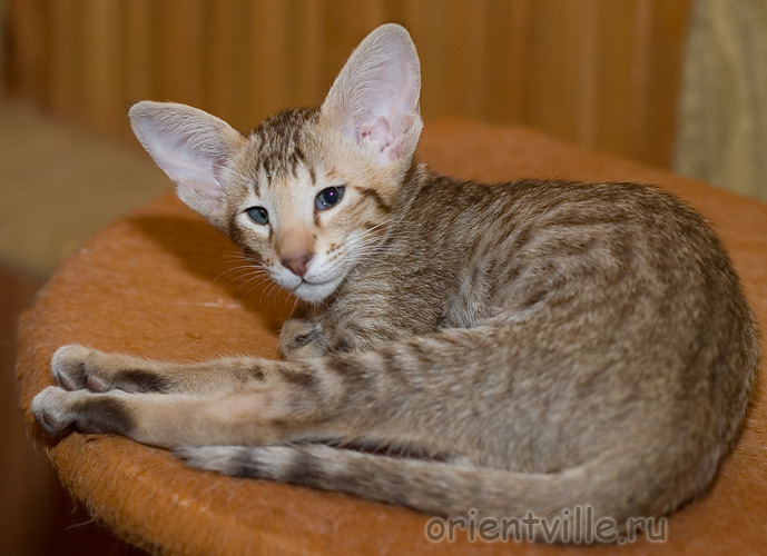 Orientville's Figaro