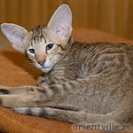 Orientville's Figaro