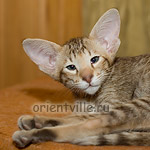 Orientville's Figaro