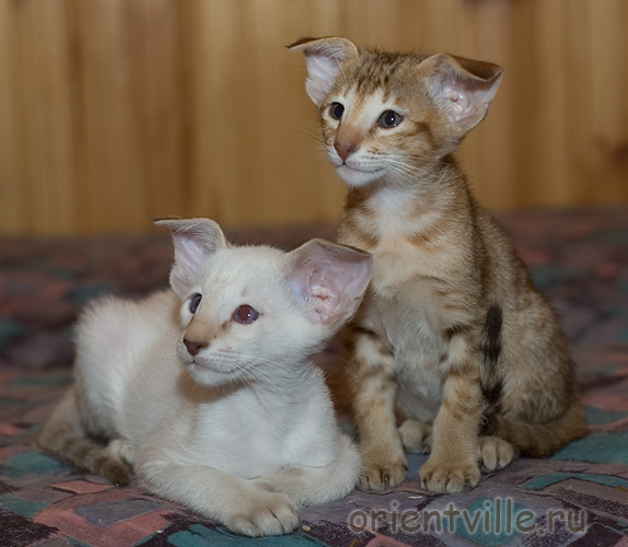 Orientville's Fiona Princess