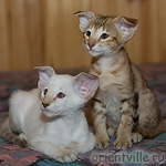 Orientville's Fiona Princess