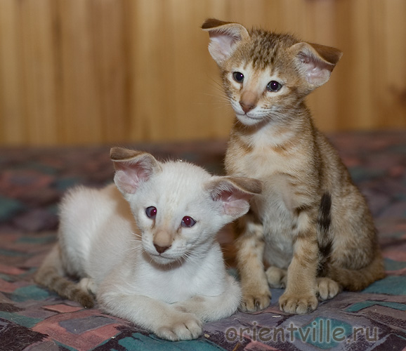 Orientville's Fiona Princess