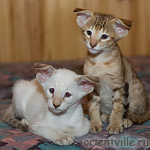 Orientville's Fiona Princess