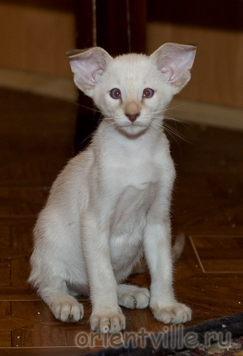 Orientville's Frodo Baggins