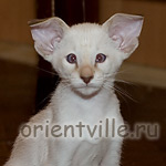 Orientville's Frodo Baggins