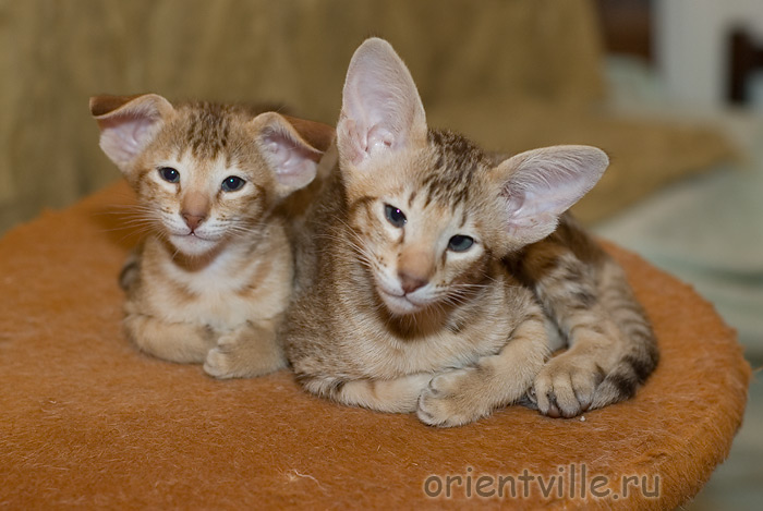 Orientville's Fiona Princess