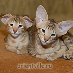 Orientville's Fiona Princess