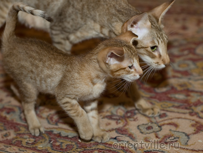 Orientville's Fiona Princess