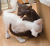 Дайте-ка попробовать на вкус Вашу шокопопу