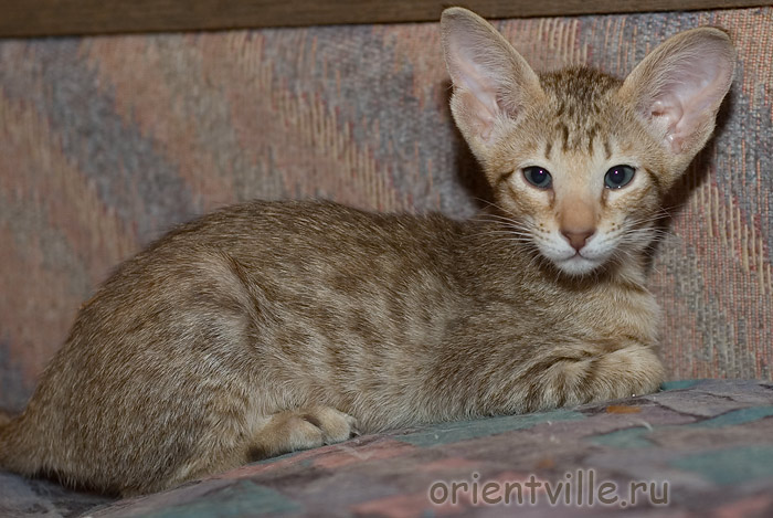 Orientville's Fleur de Lys