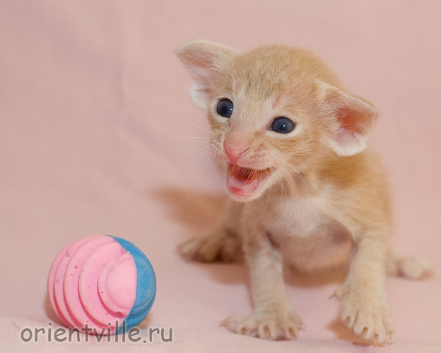 Orientville's Gelsomino