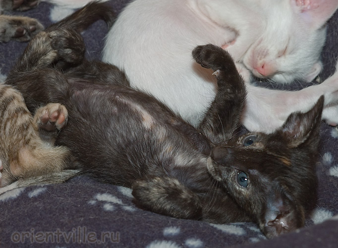 Ориентальные котята. Гвен и Галатея