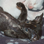 Ориентальные котята. Гвен и Галатея