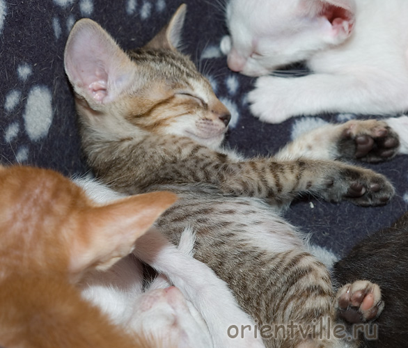 Orientville's Gabrielle