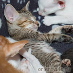 Orientville's Gabrielle