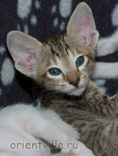 Orientville's Gabrielle