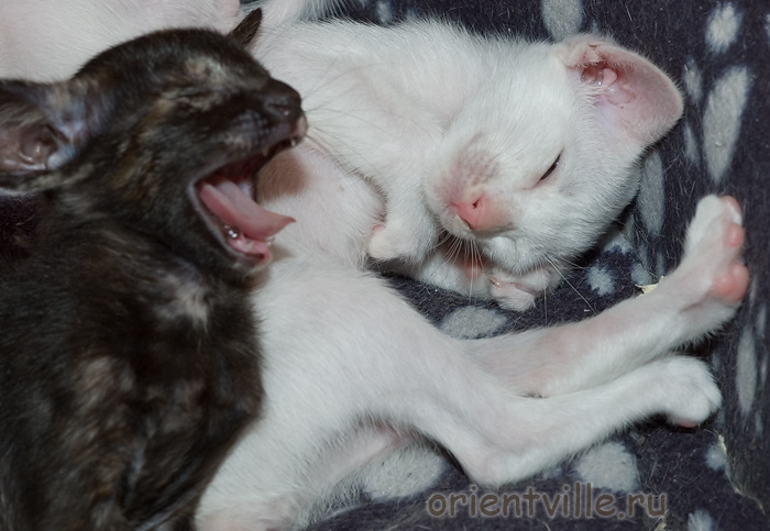 Гвен и Галатея