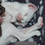 Гвен и Галатея