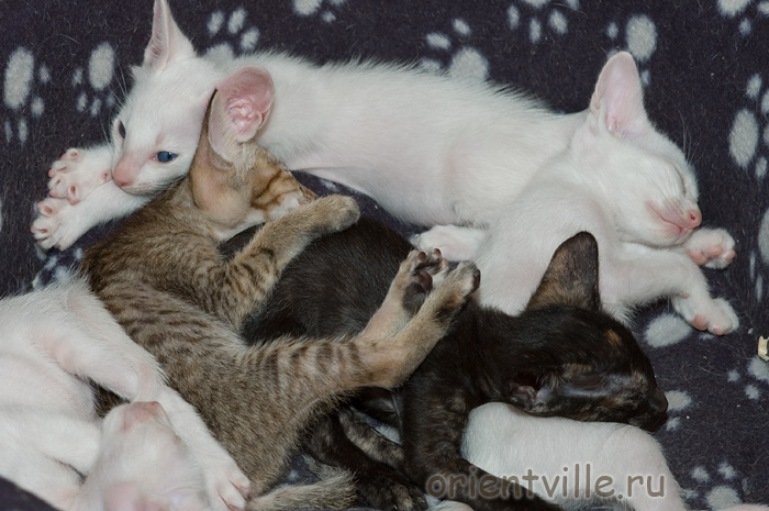 Гендальф, Гвен, Галатея, Габи, Гюсто