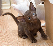 Авроша-котомодель