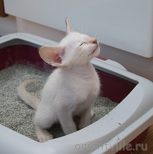 Кеша. Жизнь налаживается!