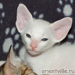 Orientville's Gandalf