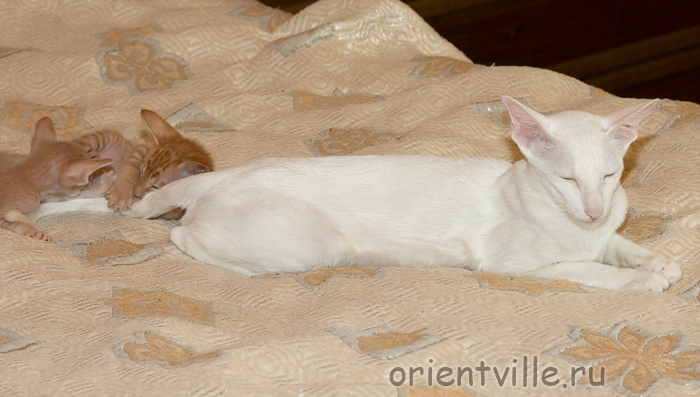 Ассоль, Гвиздо и Гулливер