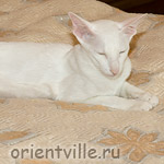 Ассоль, Гвиздо и Гулливер