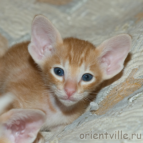 Orientville's Gwizdo