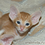 Ориентальный котенок 1 месяц
