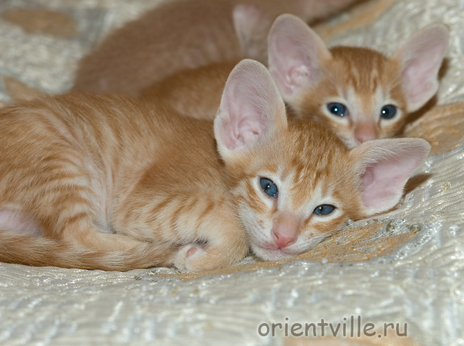 Orientville's Guy Montag