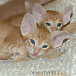 Ориентальный котенок 1 месяц