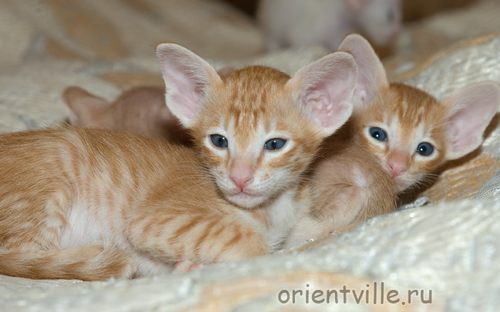 Гай с братиками, Гвиздо и Джельсомино