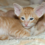 Гай с братиками, Гвиздо и Джельсомино