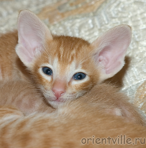 Гвиздо умостился на Гая