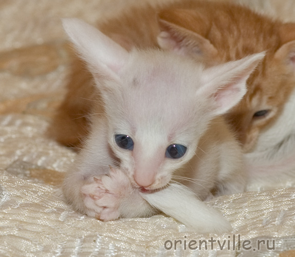 Герда и мамин хвост