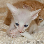 Герда и мамин хвост